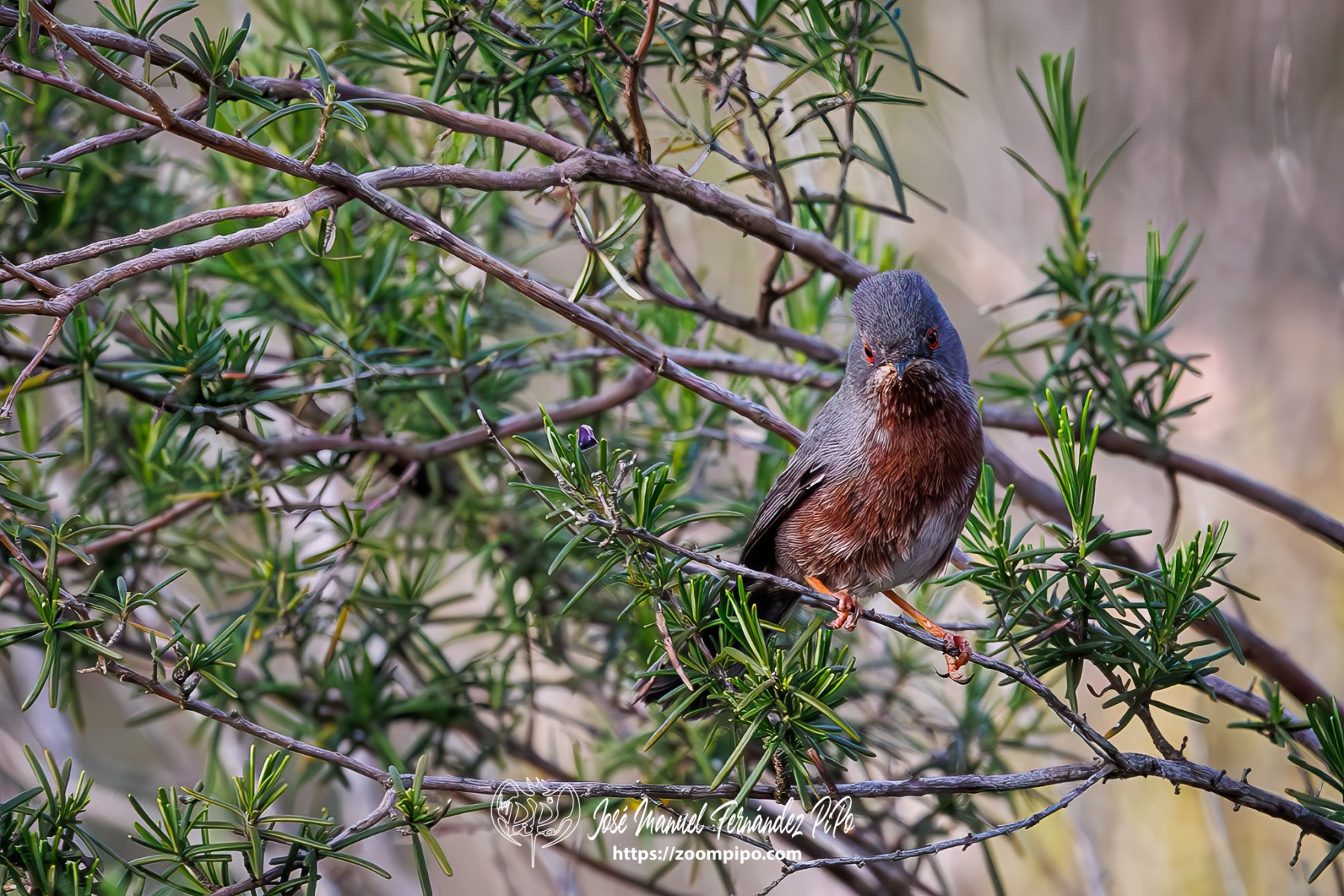 PiPo_764030-Mejorado-NR-Erl