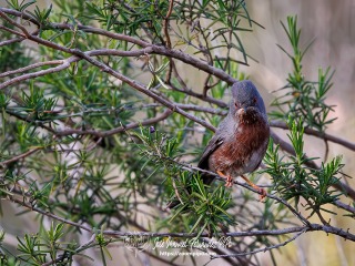 Curruca Rabilarga. Curruca Undata
