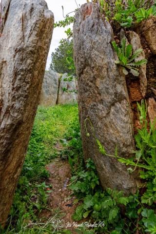 PiPo_648365-E-Erl