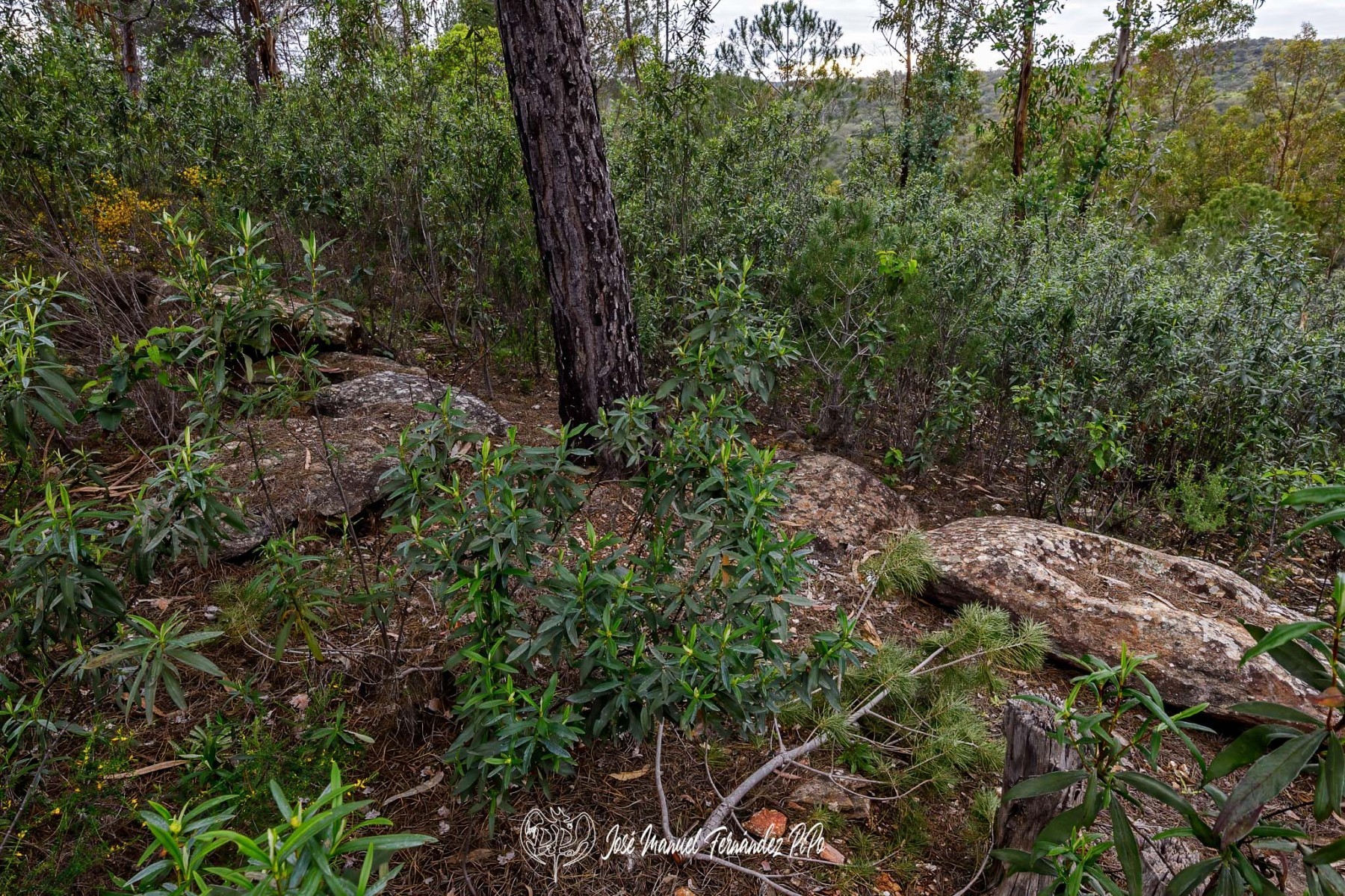 PiPo_648373-E-Erl