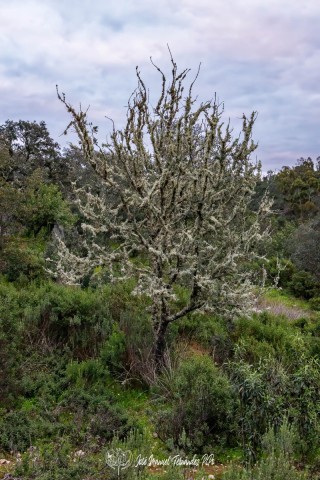 PiPo_648408-E-Erl