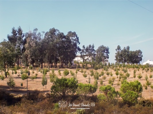 oIC00043-E