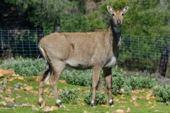 Eland. Taurotrafus Oryx.