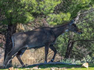 Eland. Taurotrafus Oryx