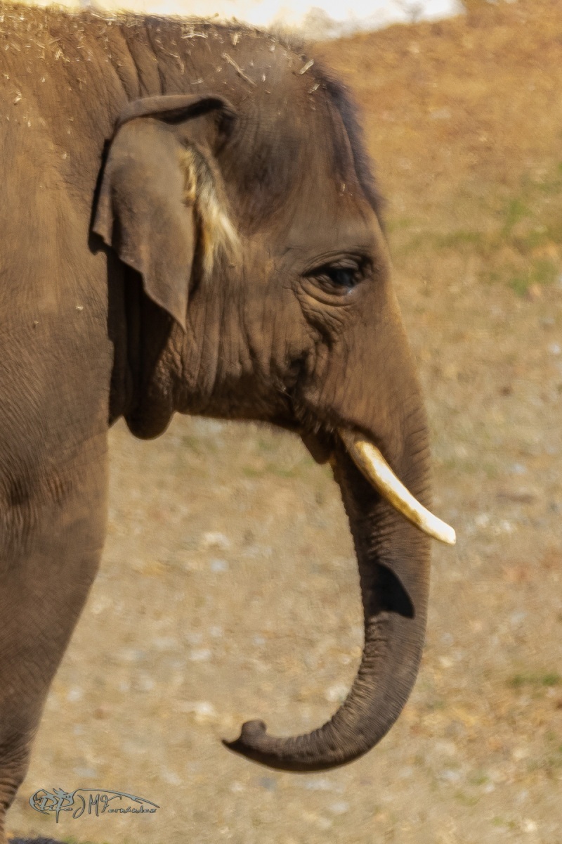 40475085535_d817221ecf_o