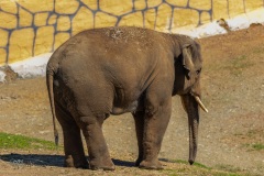 Elefante Asiatico. Elephas Maximus.