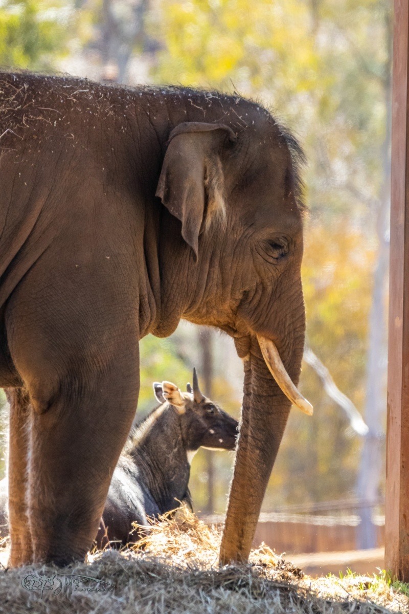 40475085925_12915b0851_o