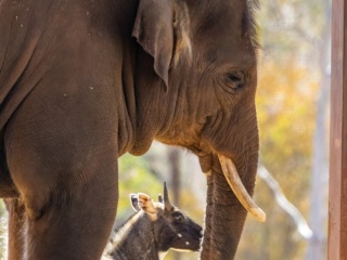 Elefante Asiatico. Elephas Maximus