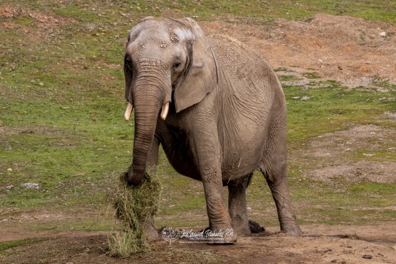 Elefante Asiatico. Elephas Maximus.