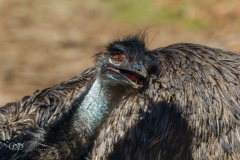 Emu. Dromaius Novaehollandiae.