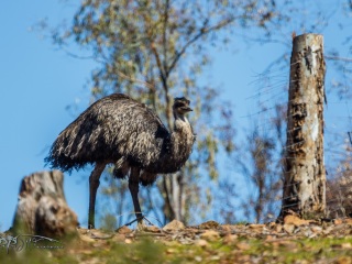 Emu. Dromaius Novaehollandiae