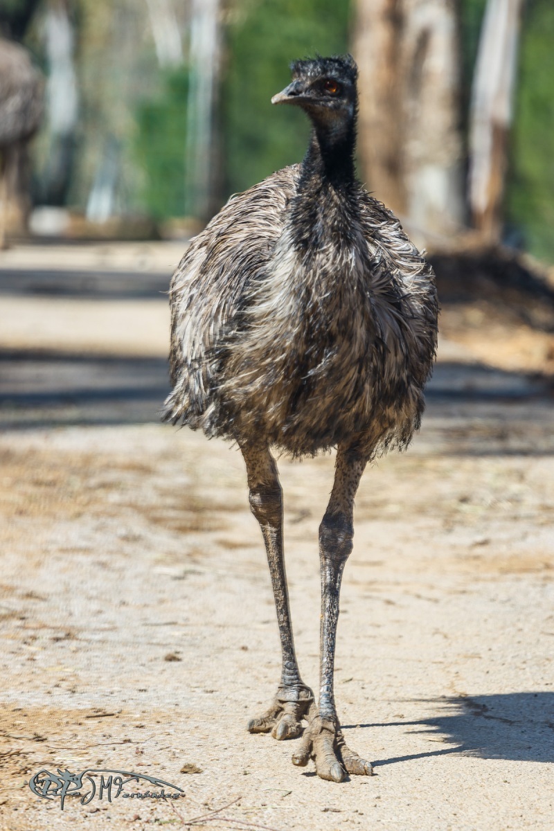 40264662364_c07c3d1520_o