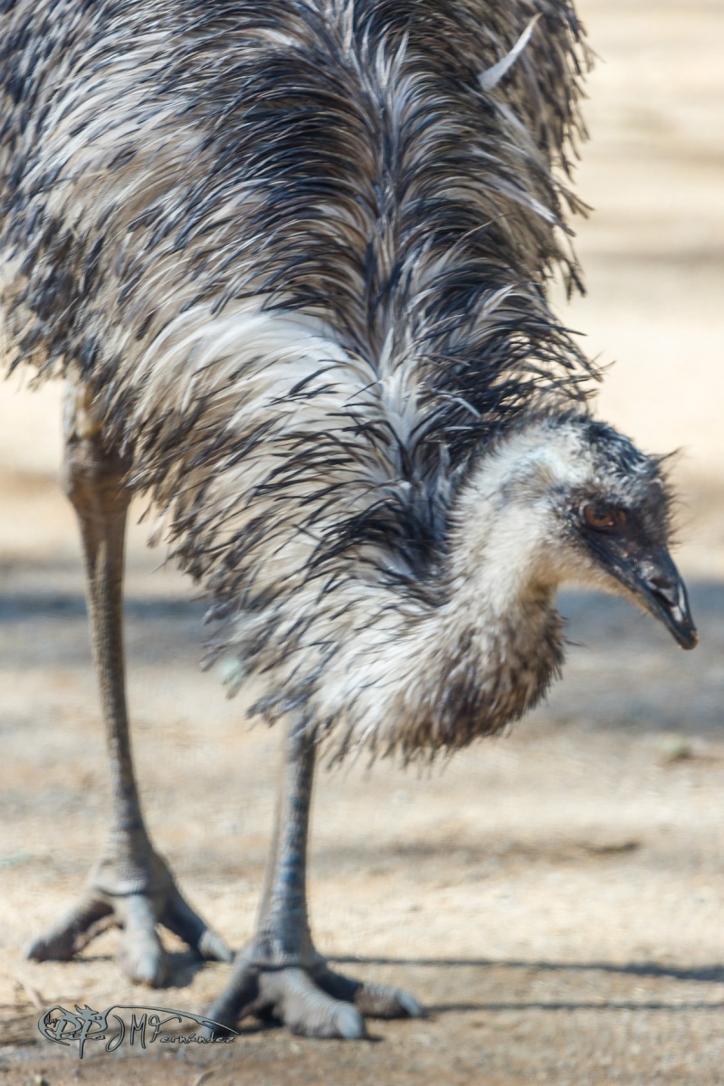 40932273972_29e4b42dc8_o