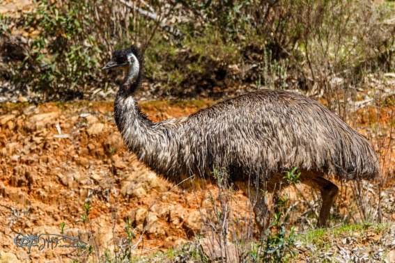 Emu. Dromaius Novaehollandiae.