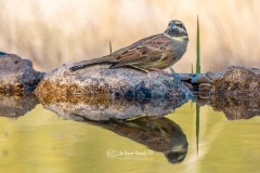 Escribano Soteño. Emberiza Cirlus.