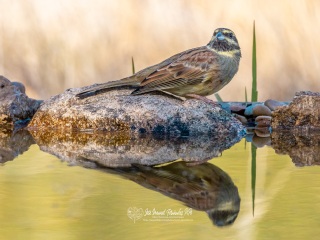 Escribano Soteño. Emberiza Cirlus