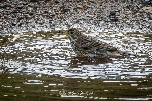 PiPo_341698-CR3_DxO_DeepPRIMErlr