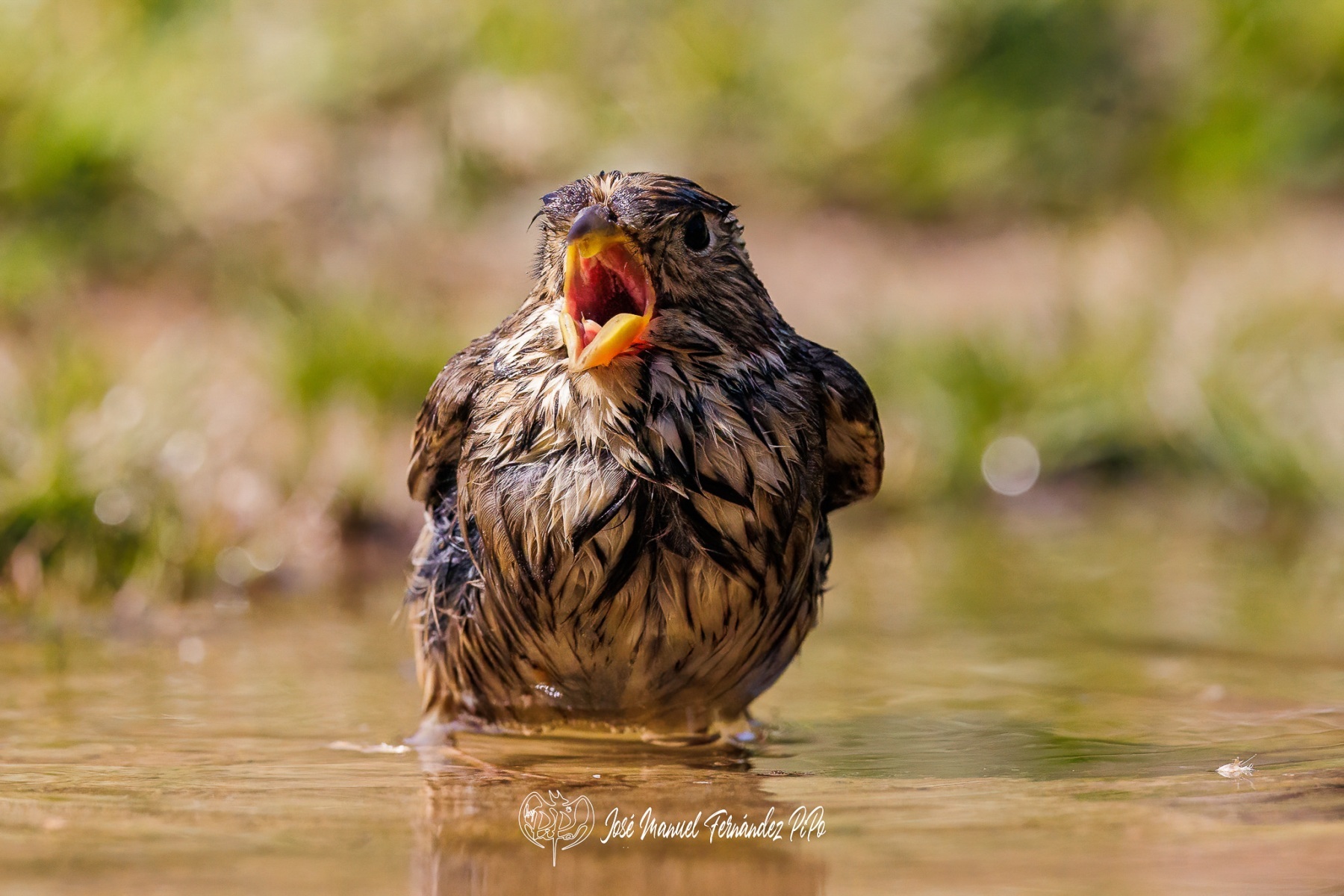 PiPo_510132-Editarrlr