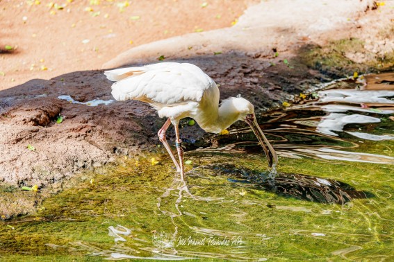 Espatula Africana. Platalea alba.