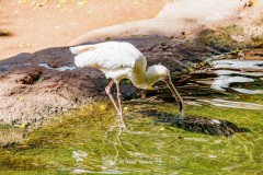 Espátula Africana. Platalea alba.