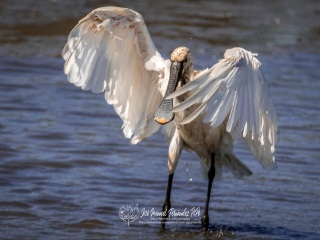 Espatula Comun. Platalea Leucorodia