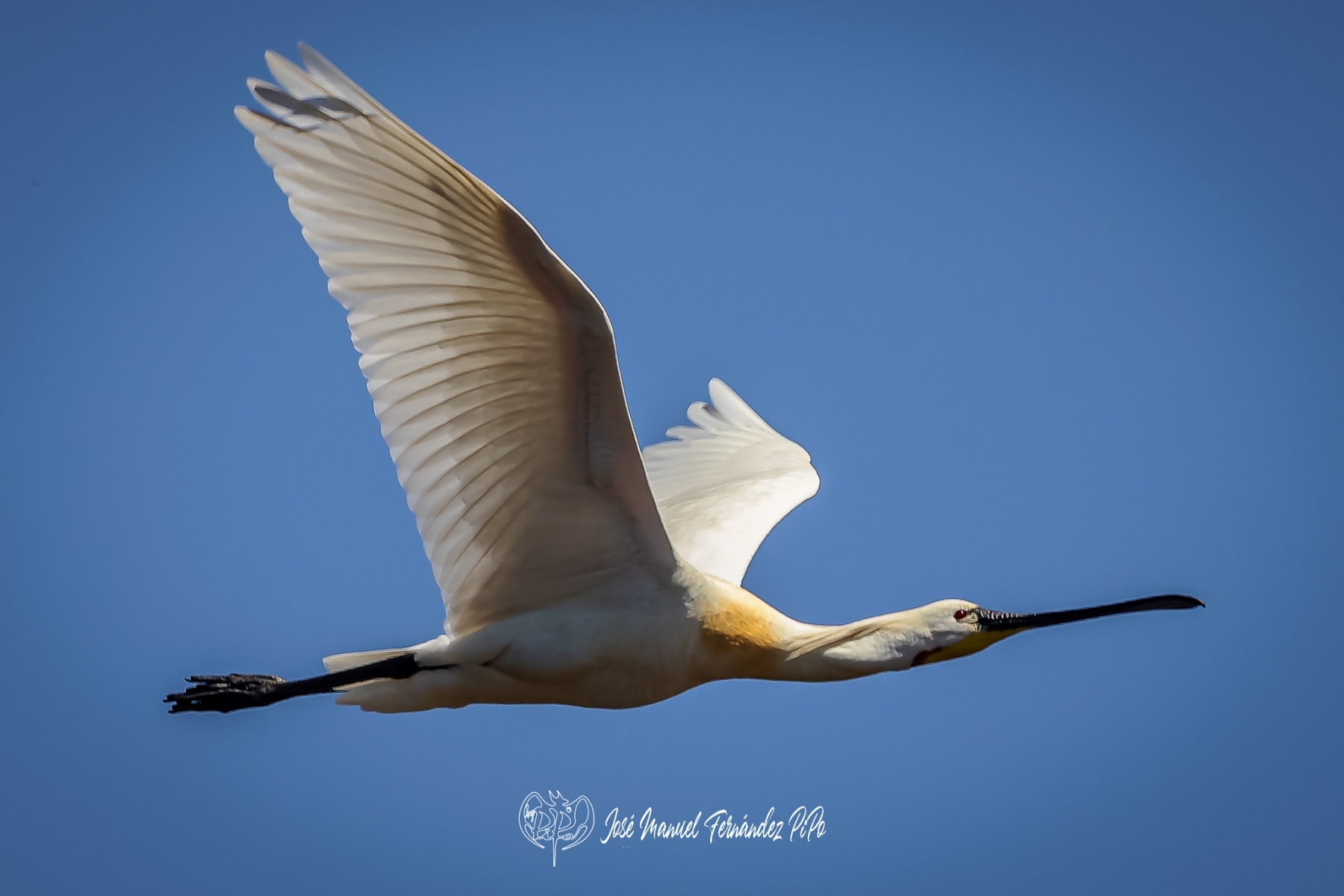 PiPo_353388-CR3_DxO_DeepPRIMErlr