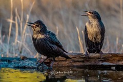 Estornino Negro. Sturnus Unicolor.