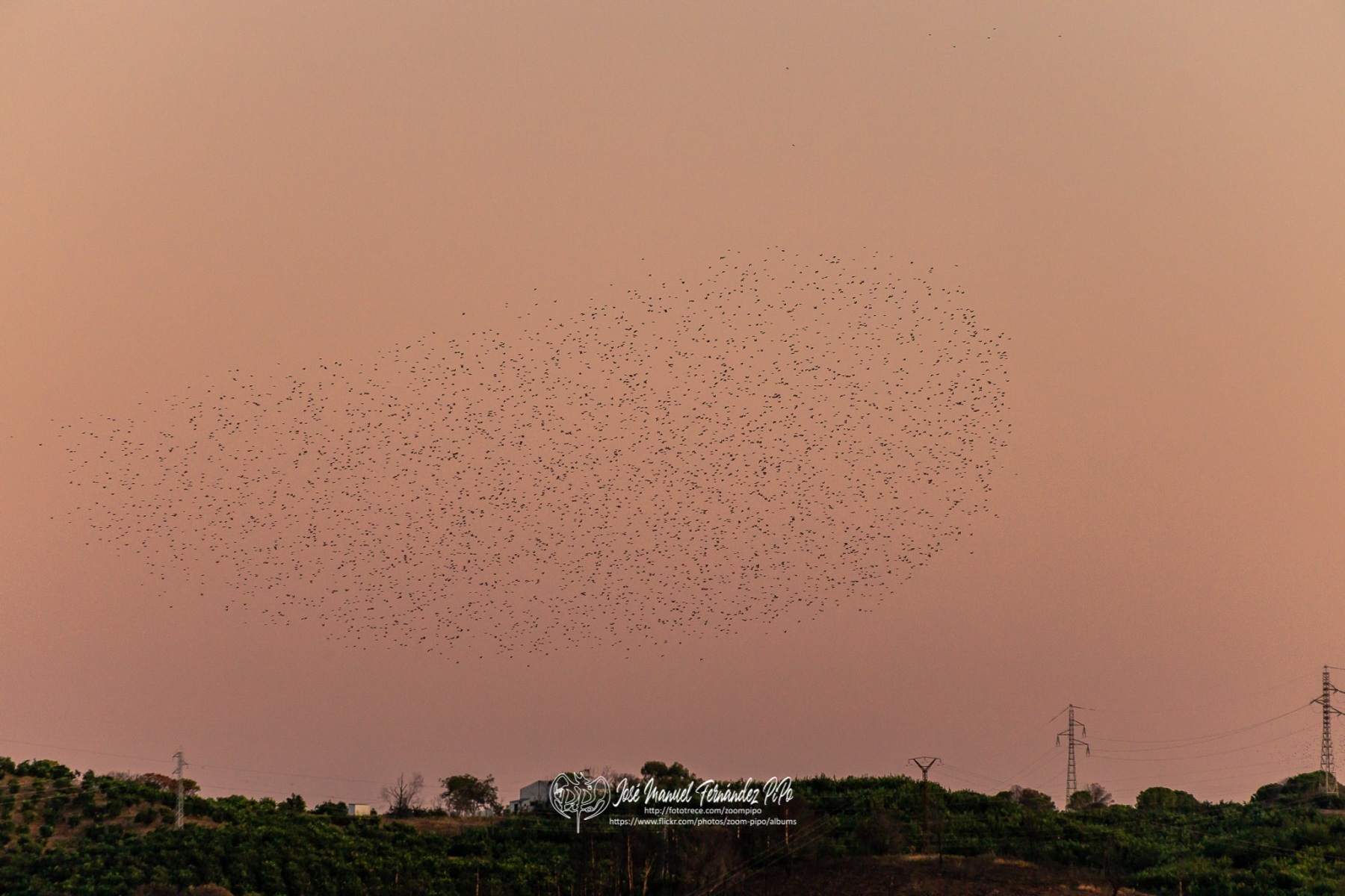 49323539291_01286635d7_or