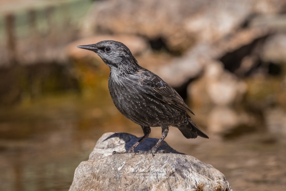 Estornino Negro. Sturnus Unicolor.