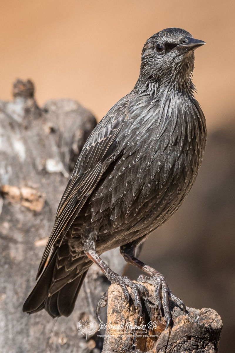 50595956443_9b255d7f1a_or