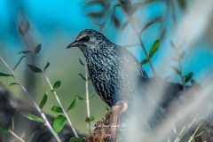 Estornino Pinto. Sturnus vulgaris. Chorlo.