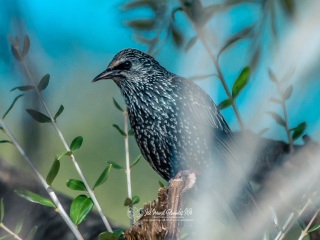 Estornino Pinto. Sturnus vulgaris. Chorlo