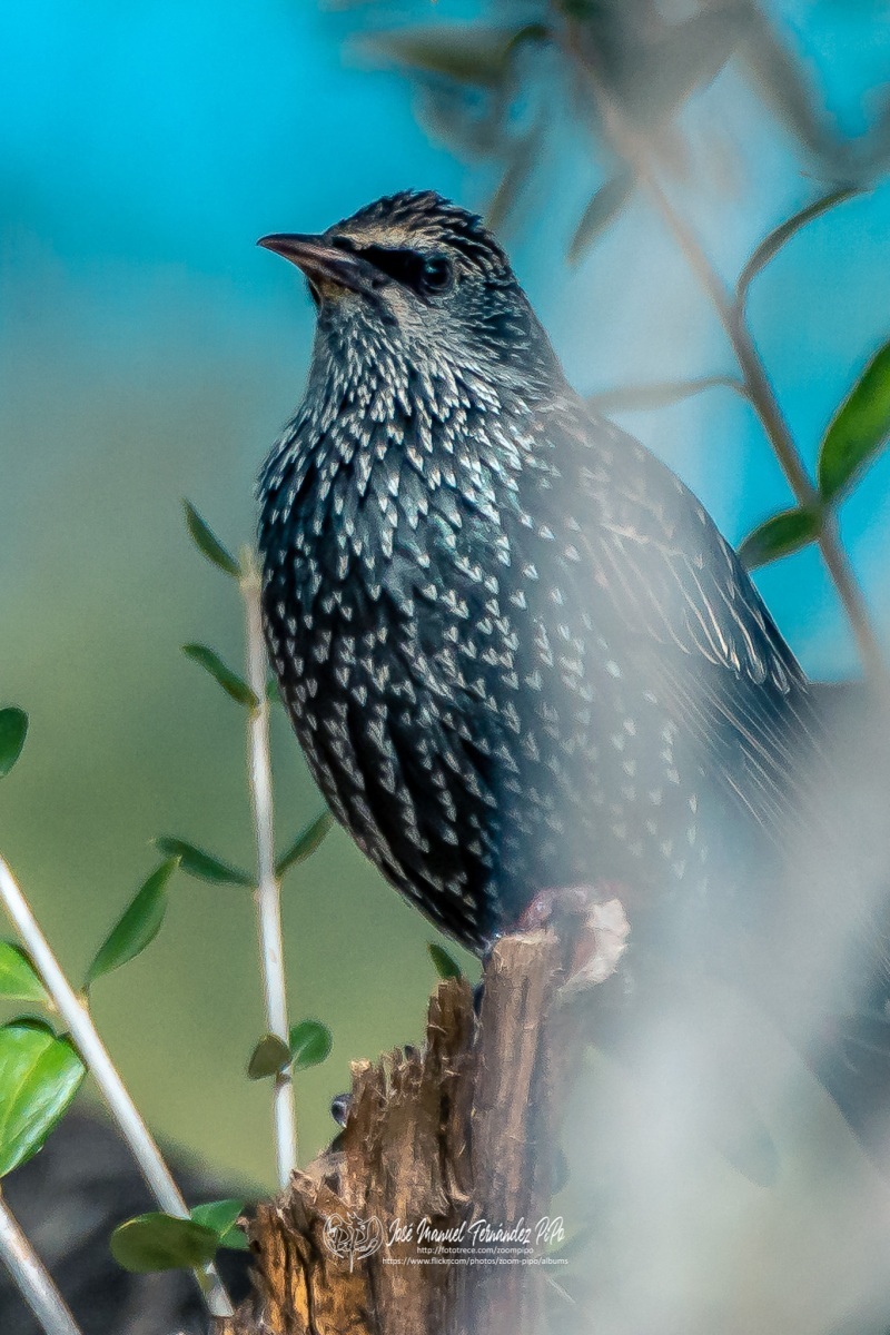 49234764161_871bc579a3_or