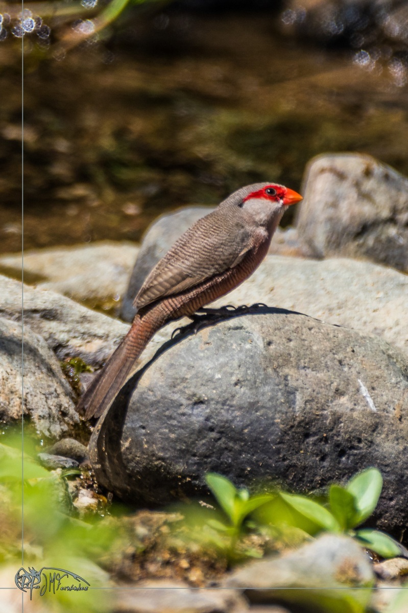 48096641257_eac27003ef_or