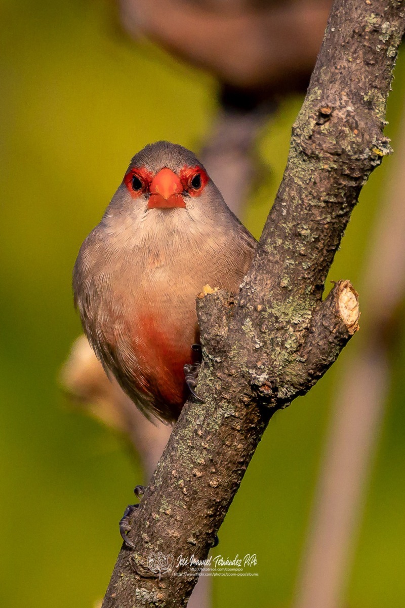 49142874391_ec564b23a5_or