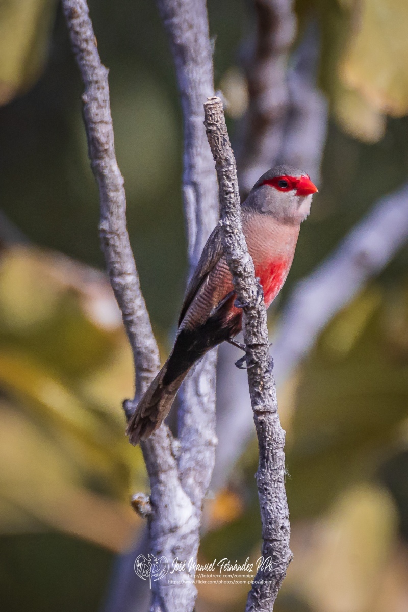 50359305542_27031cc8c9_or