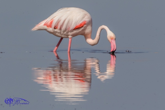 Flamenco Comun. Phoenicopterus Roseus.