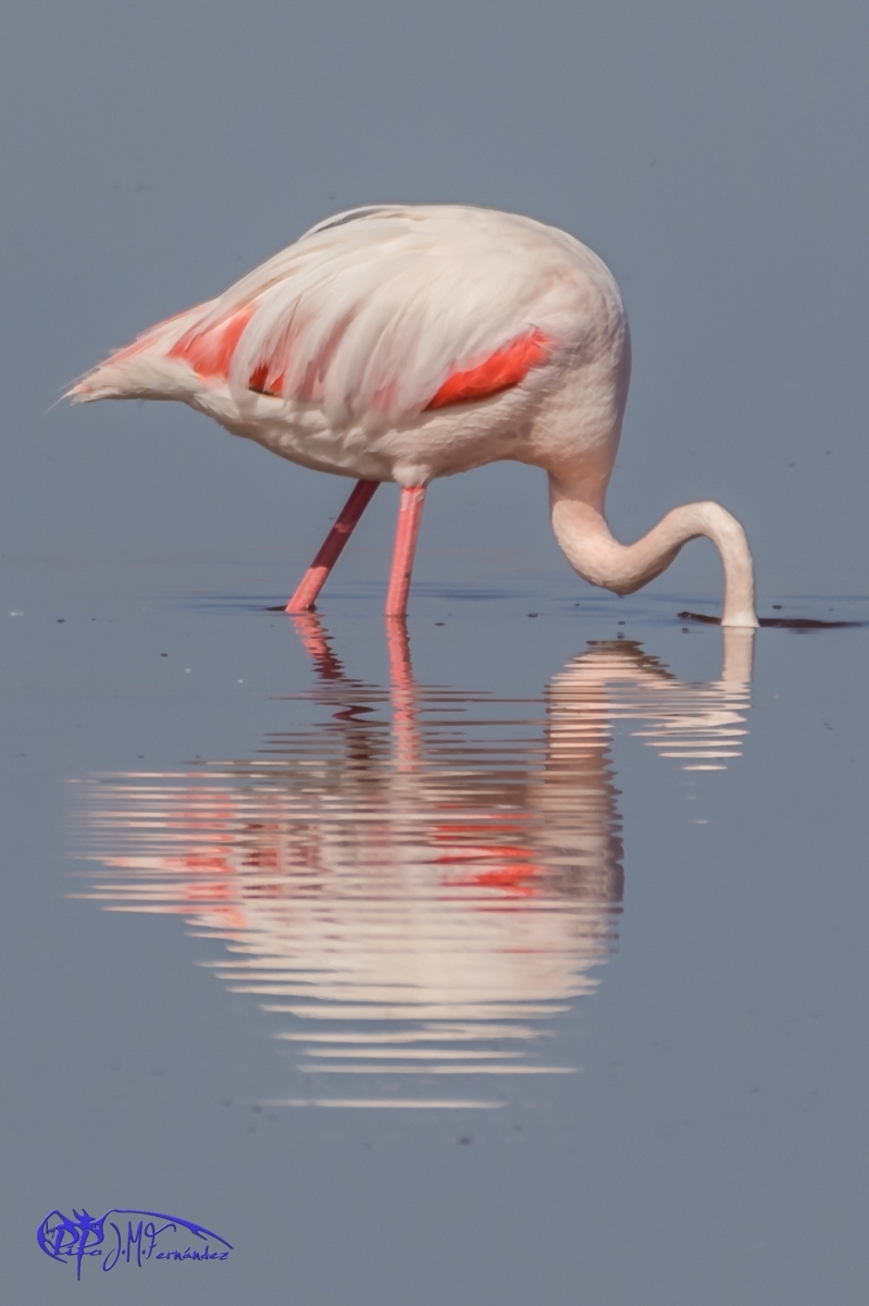 19300781443_b22d24966b_or