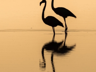 Flamenco Comun. Phoenicopterus Roseus