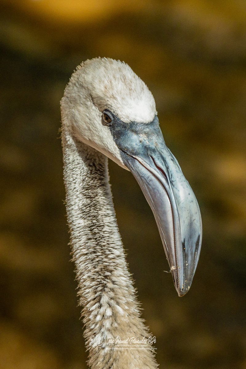 49161718018_71615fa921_or