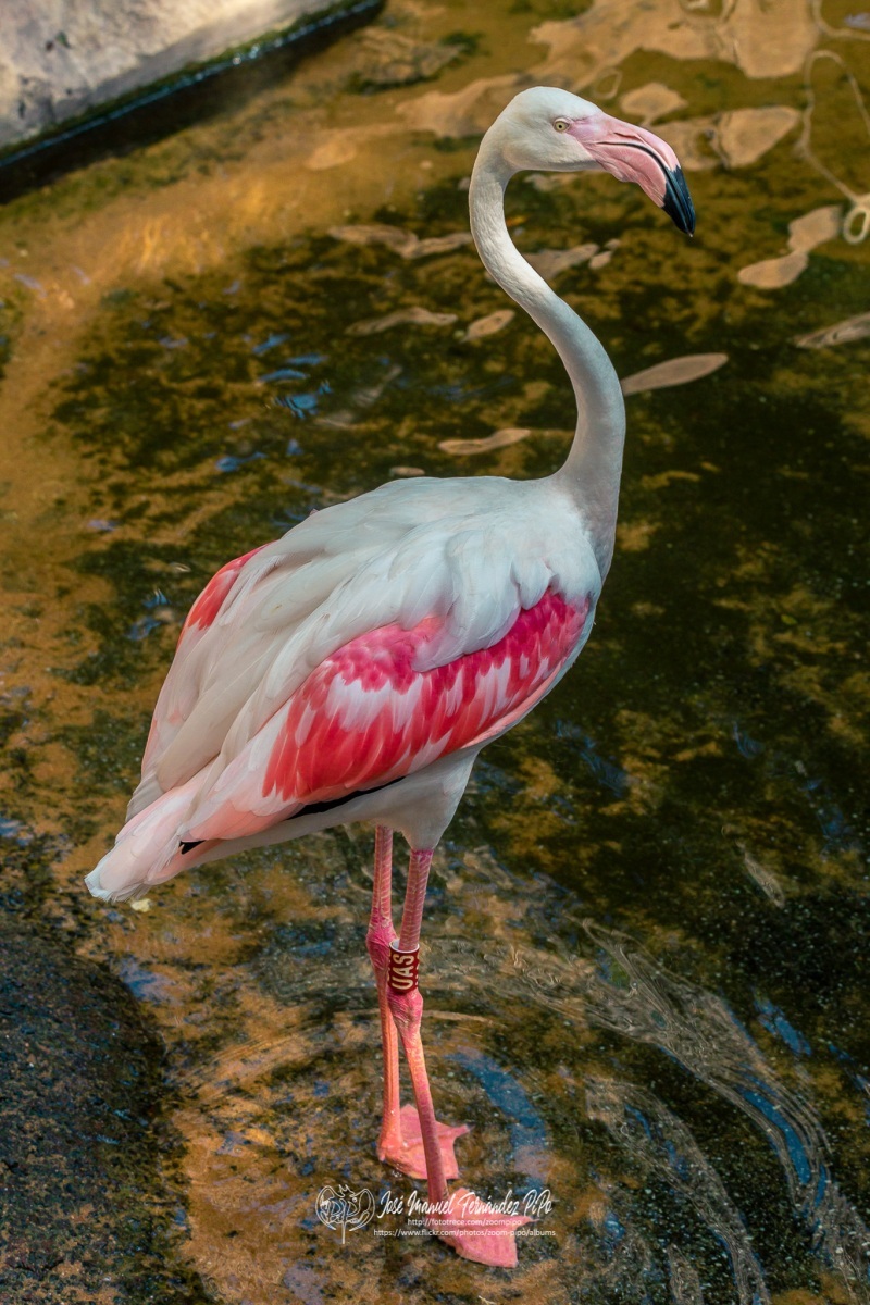 49326018463_31e15e90e4_or