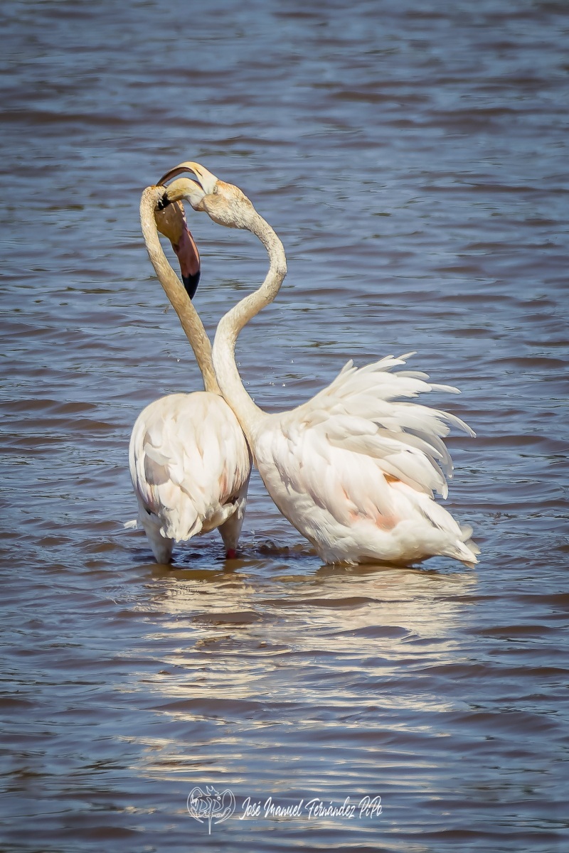 PiPo_325152-CR3_DxO_DeepPRIMErlr