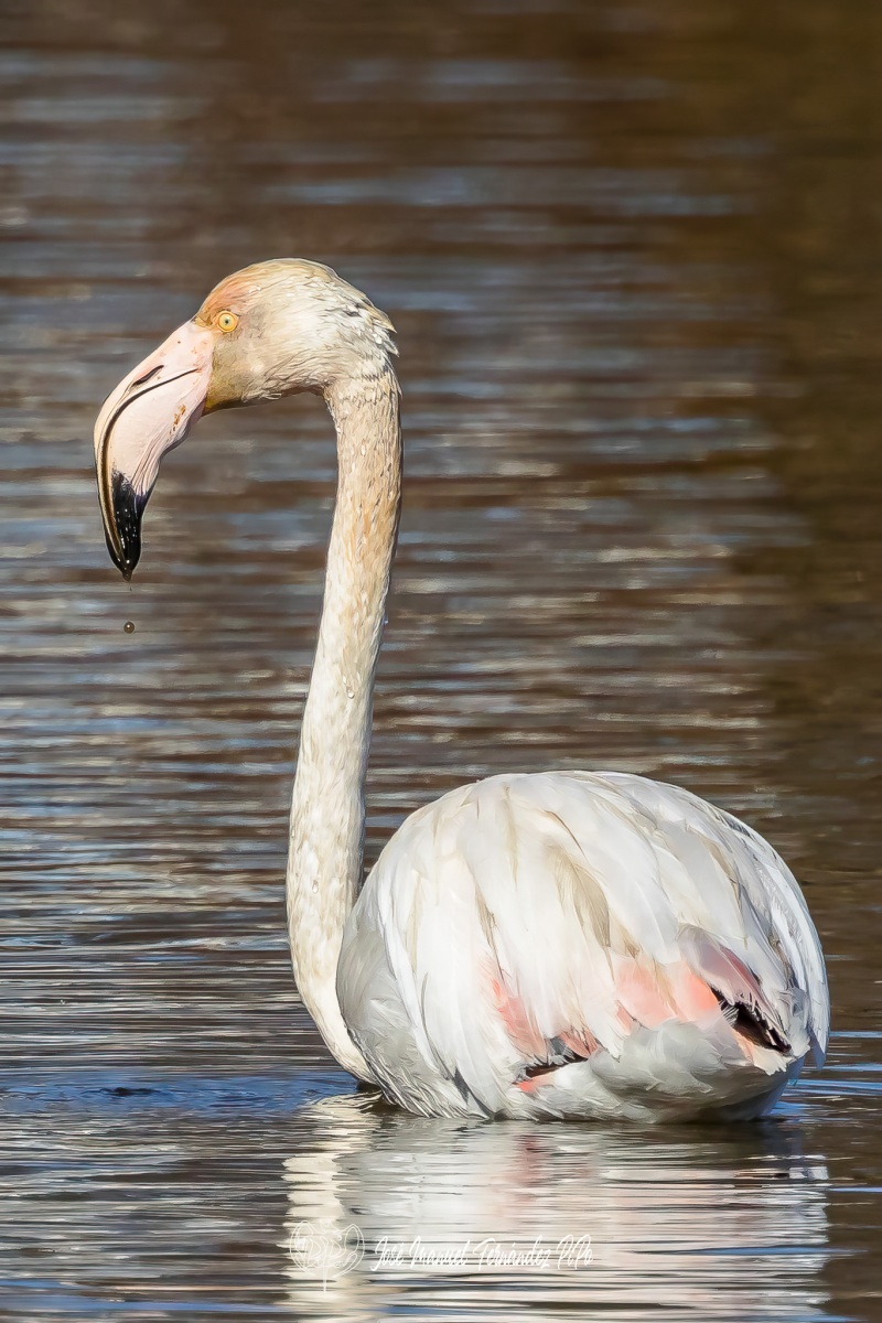 PiPo_460017-Editarrlr