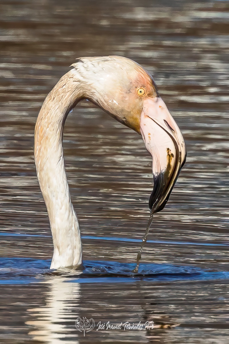 PiPo_460047-Editarrlr