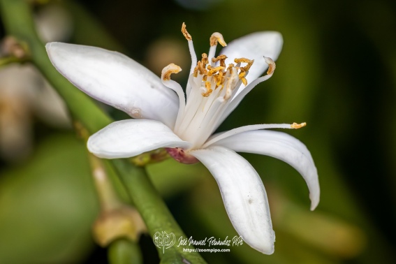 Flores 01