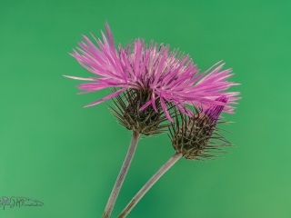 Flores