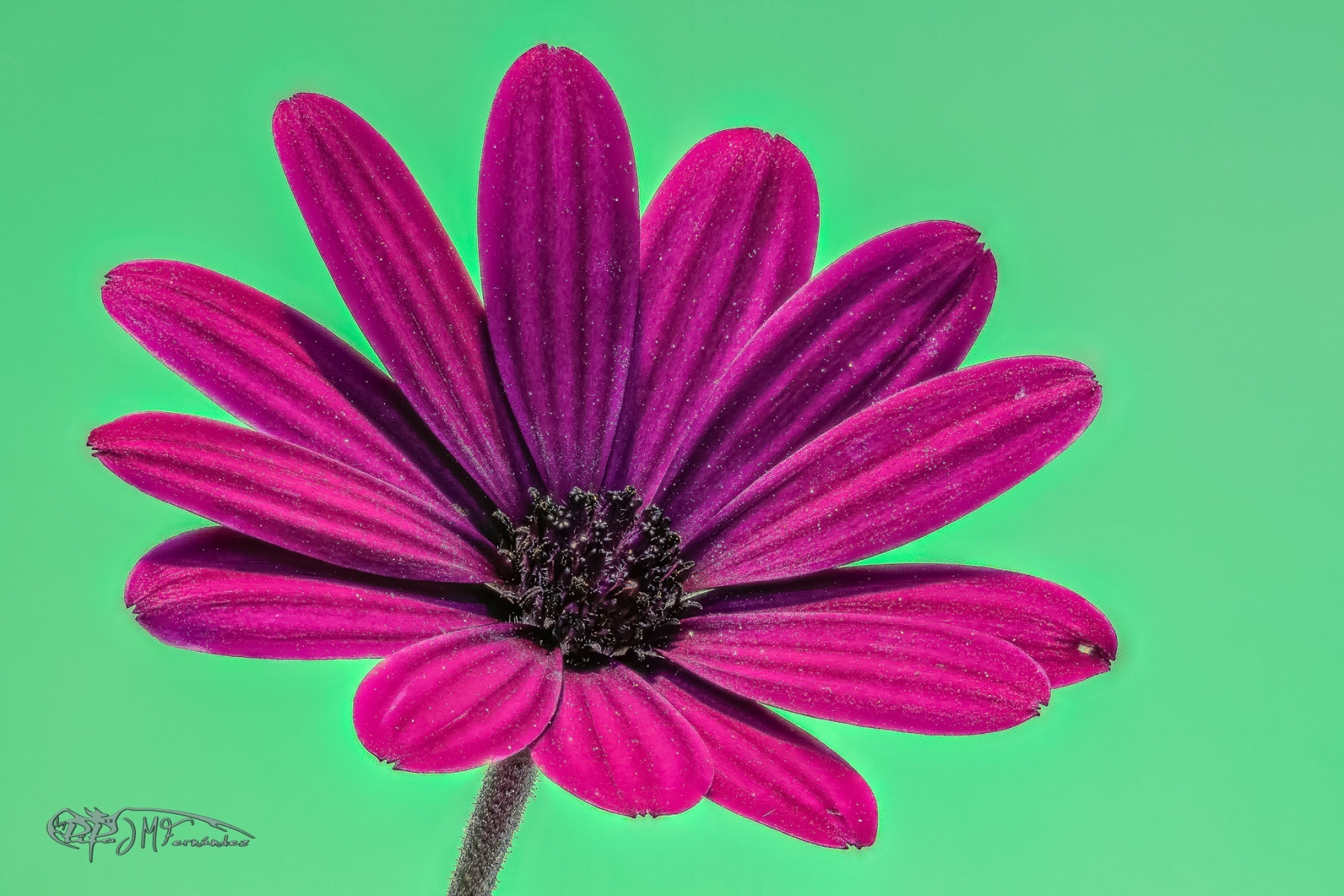42593723091_d915b4e39a_or