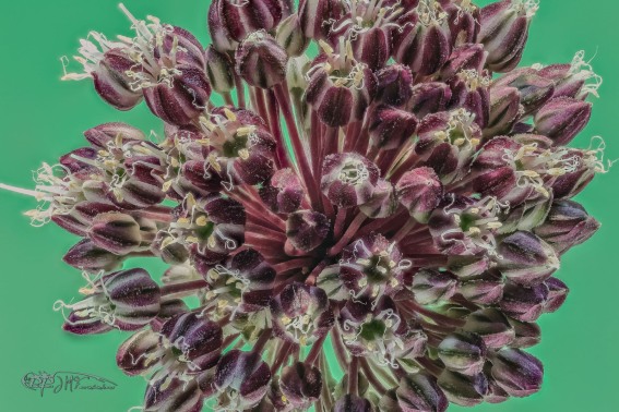 Flores