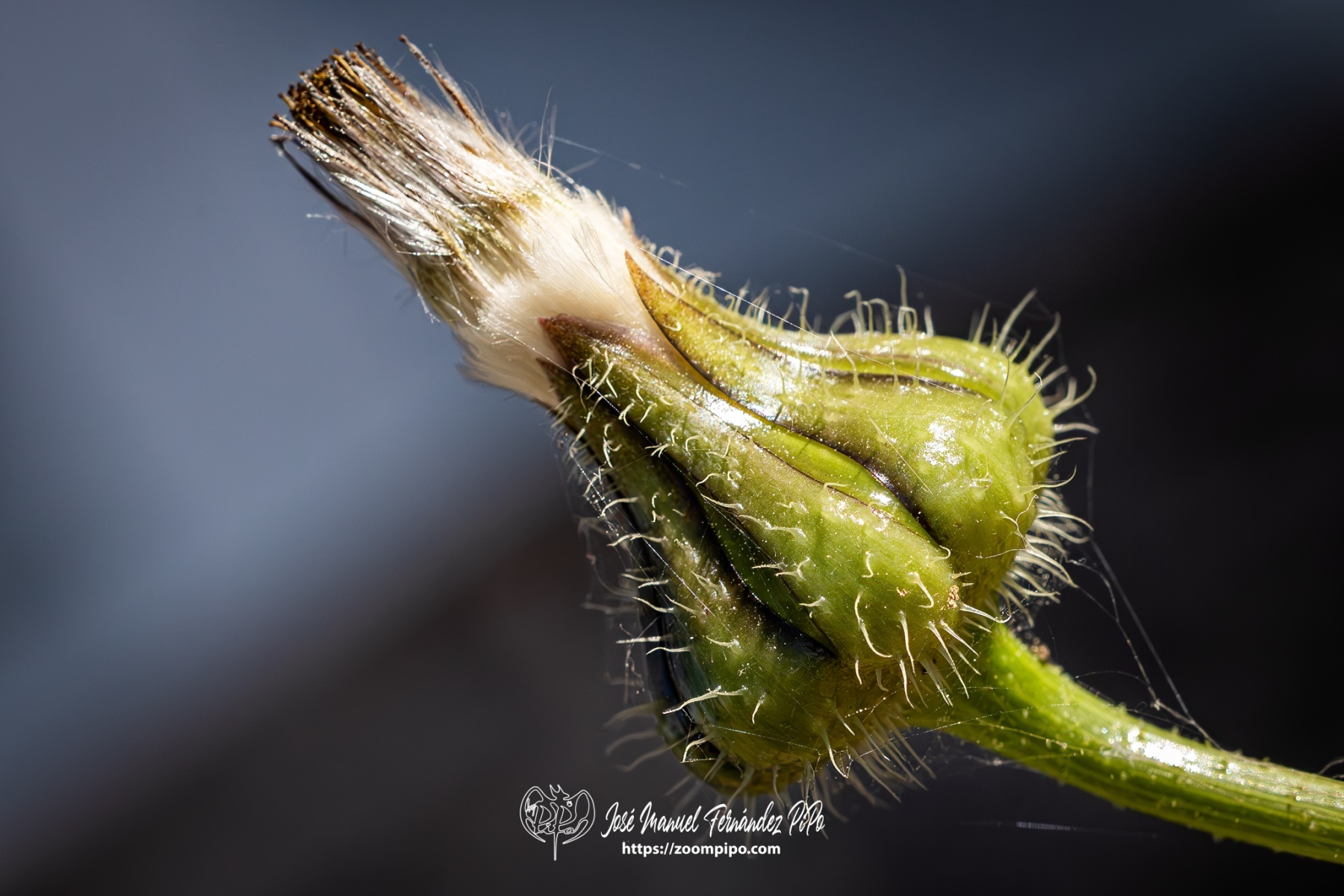 PiPo-0765590-Mejorado-NR-E-E