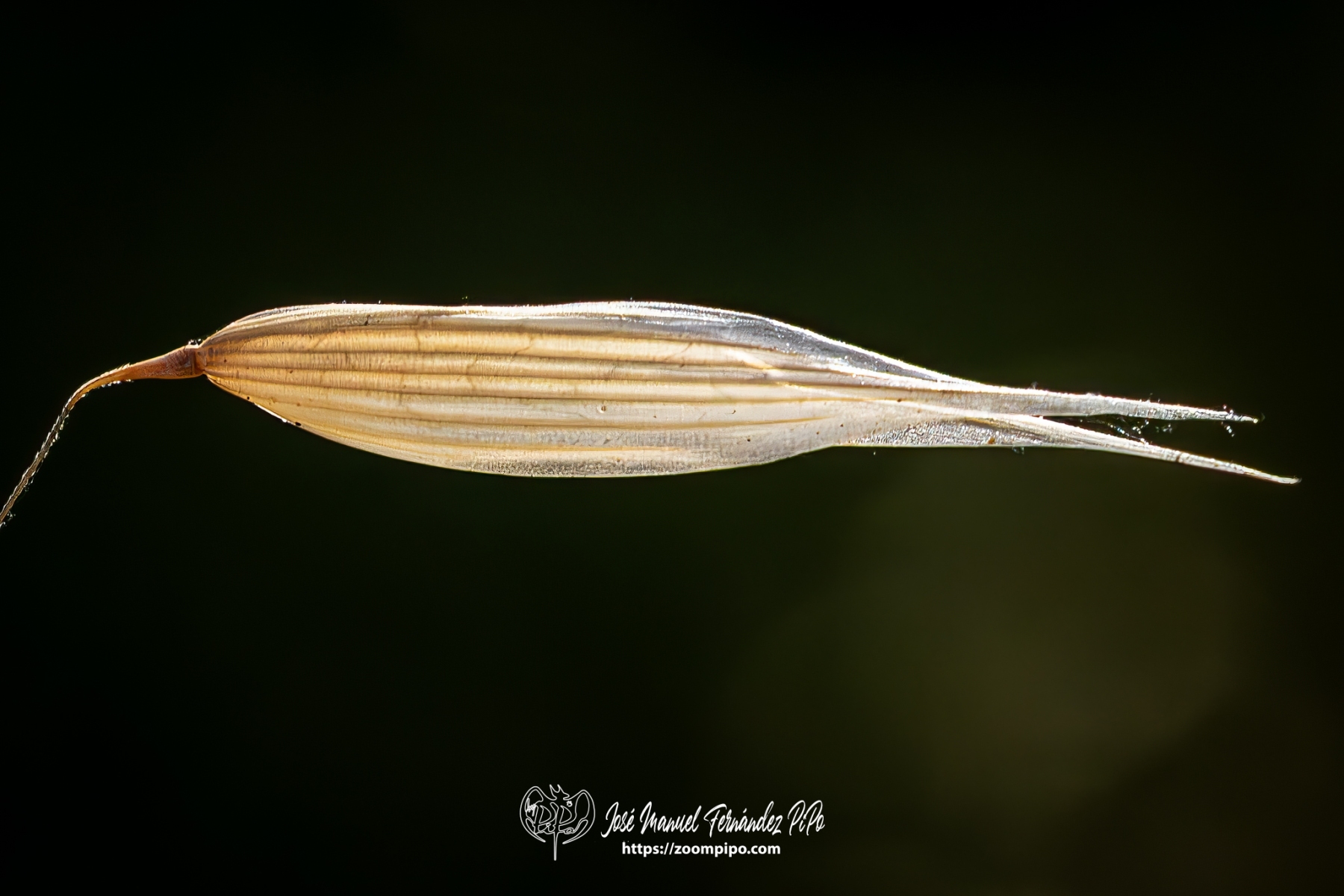 PiPo-0765807-Mejorado-NR-E-E